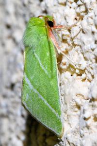 <i>Pseudoips prasinanus</i>