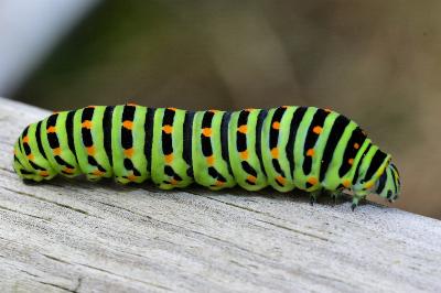 <i>Papilio machaon</i>