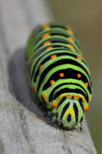 <i>Papilio machaon</i>