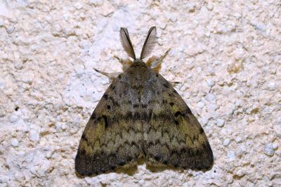 <i>Lymantria dispar</i>