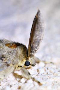<i>Lymantria dispar</i>