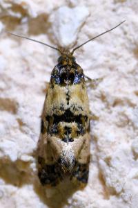 <i>Cochylis atricapitana</i>