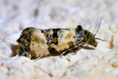 <i>Cochylis atricapitana</i>