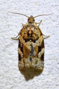 <i>Argyrotaenia ljungiana</i>
