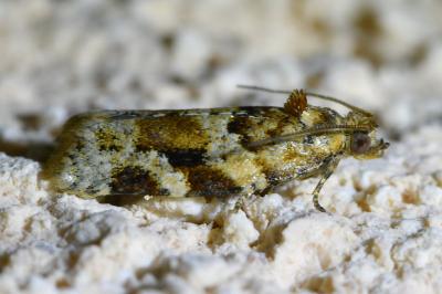 <i>Argyrotaenia ljungiana</i>