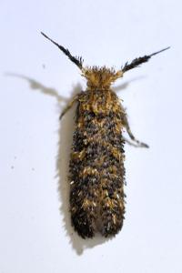 <i>Ochsenheimeria taurella</i>
