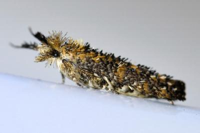 <i>Ochsenheimeria taurella</i>