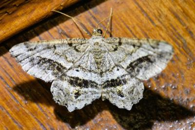 <i>Chiasmia aestimaria</i>