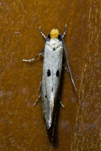 <i>Tinea trinotella</i>