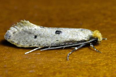 <i>Tinea trinotella</i>