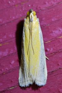 <i>Oncocera semirubella</i>