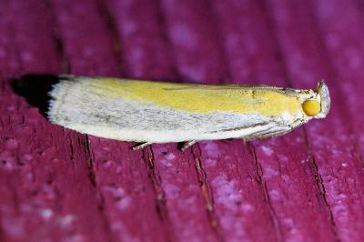 <i>Oncocera semirubella</i>