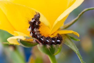 <i>Acronicta rumicis</i>