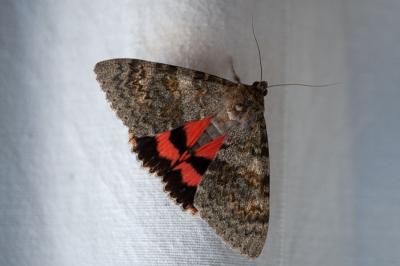 <i>Catocala nupta</i>