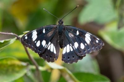 <i>Limenitis reducta</i>