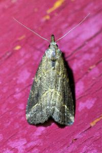 <i>Schrankia costaestrigalis</i>
