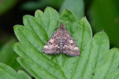 <i>Pyrausta despicata</i>