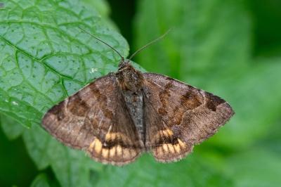<i>Euclidia glyphica</i>