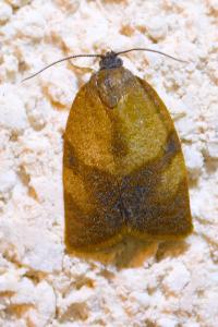 <i>Cacoecimorpha pronubana</i>