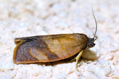 <i>Cacoecimorpha pronubana</i>