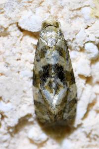 <i>Gynnidomorpha alismana</i>