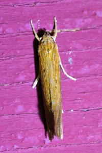 <i>Orthotelia sparganella</i>