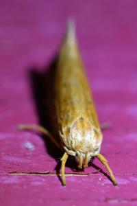 <i>Orthotelia sparganella</i>