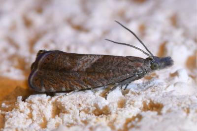 <i>Dichrorampha acuminatana</i>