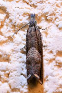<i>Dichrorampha acuminatana</i>
