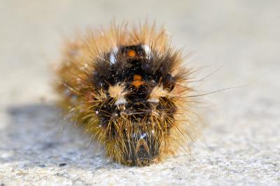 <i>Acronicta rumicis</i>