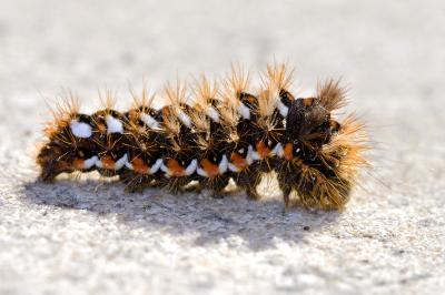 <i>Acronicta rumicis</i>