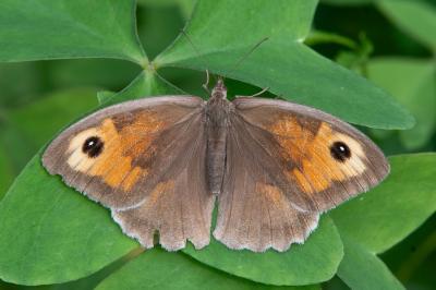 <i>Maniola jurtina</i>