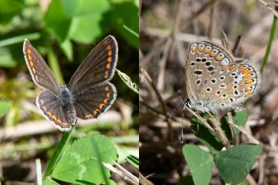 <i>Polyommatus icarus</i>