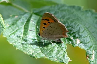 <i>Lycaena phlaeas</i>