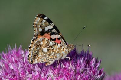 <i>Vanessa cardui</i>