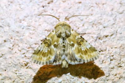 <i>Eremobia ochroleuca</i>