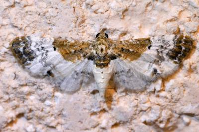 <i>Eupithecia breviculata</i>