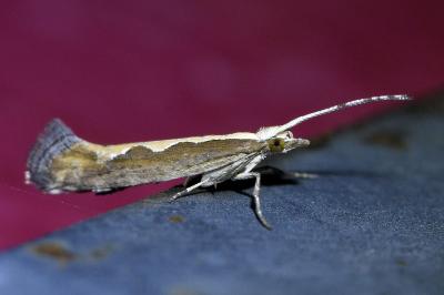 <i>Plutella xylostella</i>