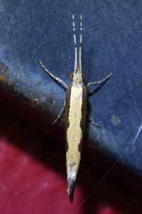 <i>Plutella xylostella</i>