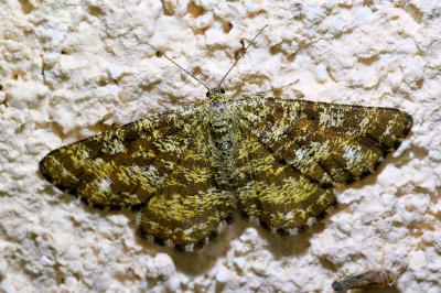 <i>Ematurga atomaria</i>