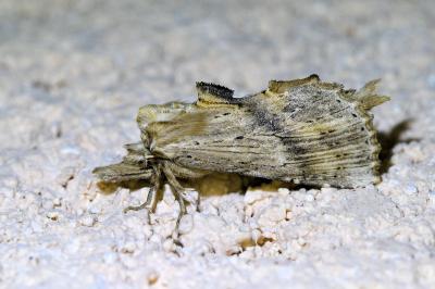 <i>Pterostoma palpina</i>