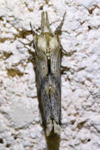 <i>Pterostoma palpina</i>
