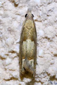 <i>Eucosma conterminana</i>
