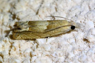 <i>Eucosma conterminana</i>