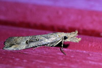 <i>Hypena rostralis</i>