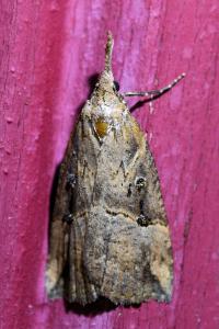 <i>Hypena rostralis</i>