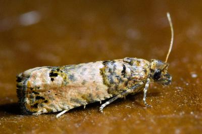 <i>Notocelia incarnatana</i>