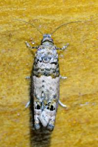 <i>Notocelia incarnatana</i>