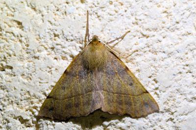<i>Colotois pennaria</i>