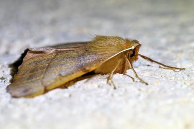 <i>Colotois pennaria</i>